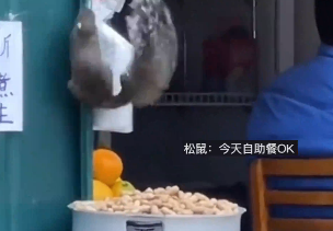 广西大叔认真看剧时遭松鼠“偷家”，网友：松鼠严选花生肯定好吃