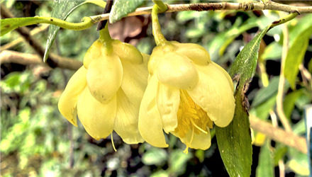 金茶花开，幽香不藉春