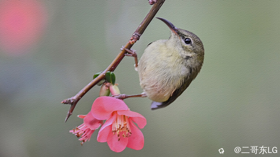 太阳鸟 (3)_副本.jpg
