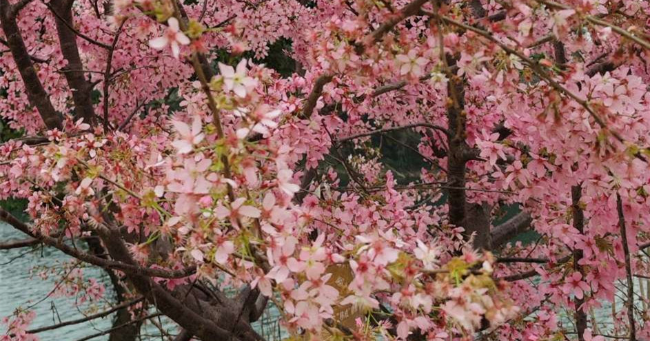 甘棠江边樱花确实开得灿烂