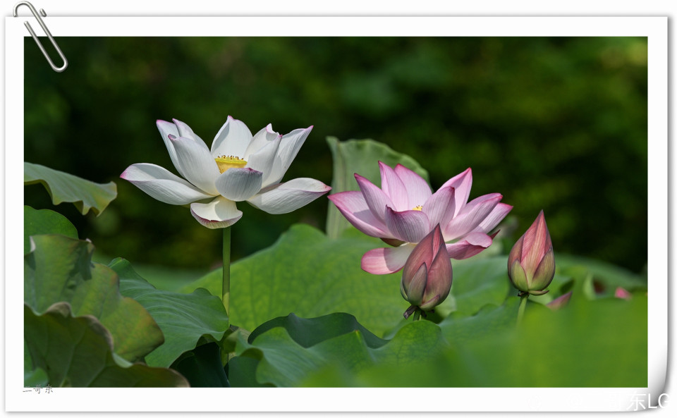 艳丽荷花 (8).jpg