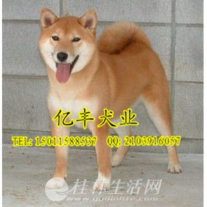 ���۴��ֲ�Ȯ ���ֲ�Ȯ�۸�