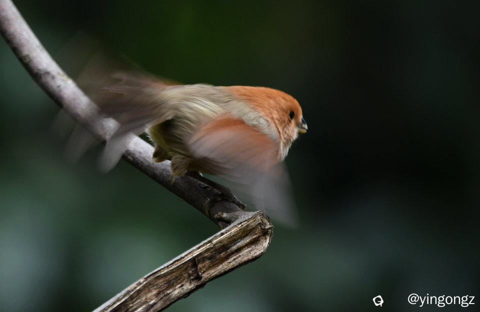 DSC_7369_副本.jpg