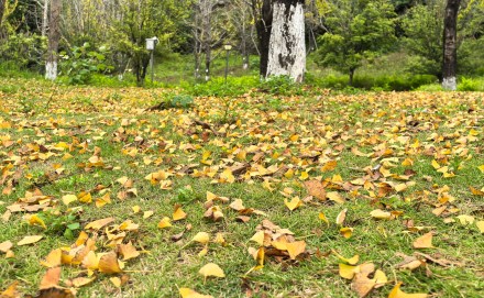 山水公园杏叶黄