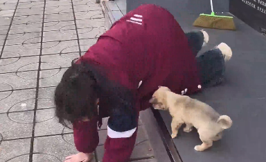 萌娃示范下楼梯，小狗动作复刻100% &ldquo;人教版&rdquo;小狗：这课我听懂了