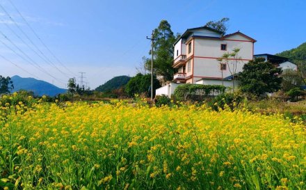 闲游乡村田园，欣赏菜花美景季已开启