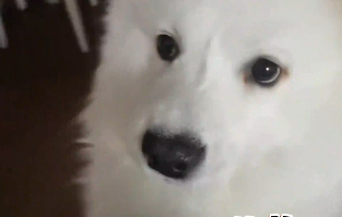 笑不活了！主人手指受傷被包扎成圓柱，狗子以為是&ldquo;雞腿&rdquo;一路追著要吃