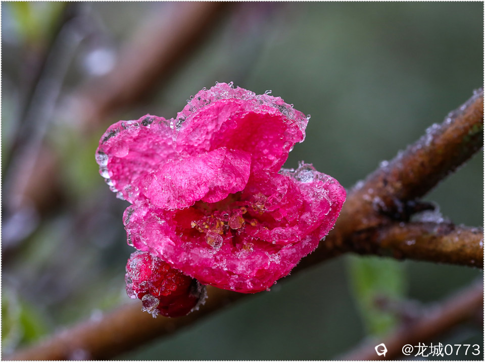 1X4A2579-p.jpg