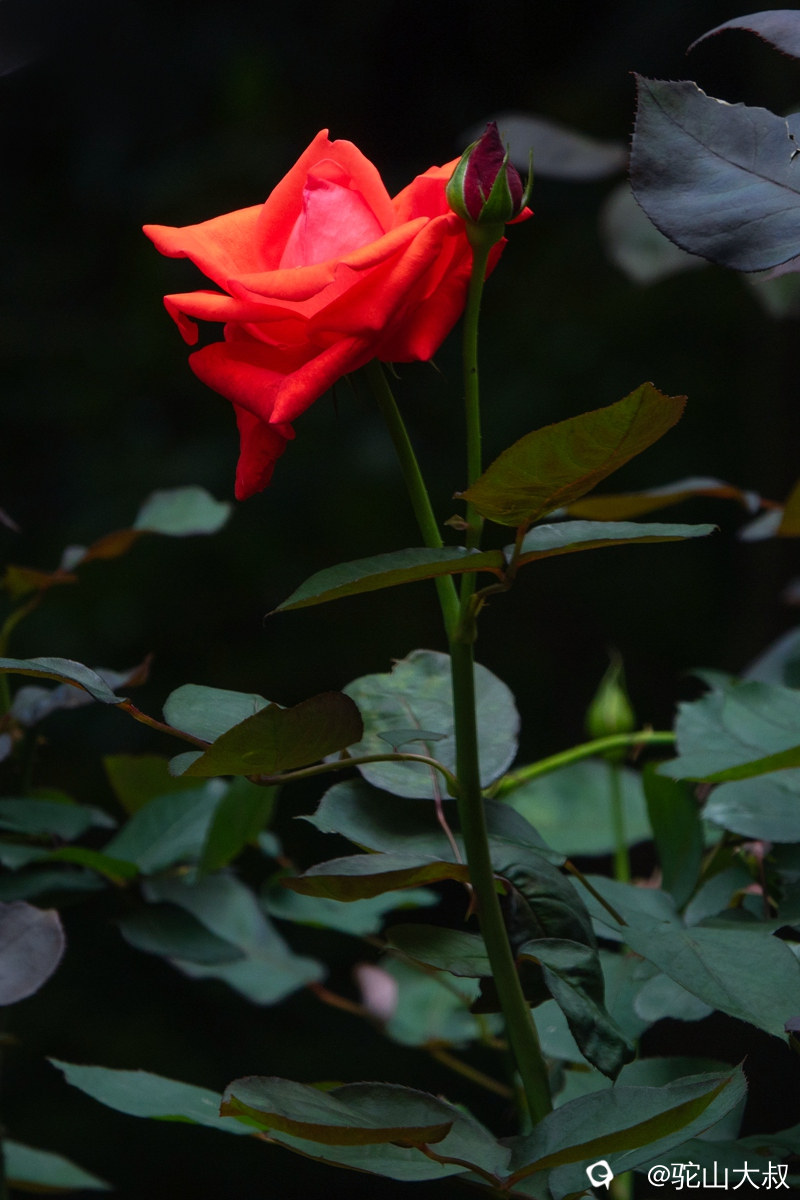 DSC06716-0 - 副本.jpg