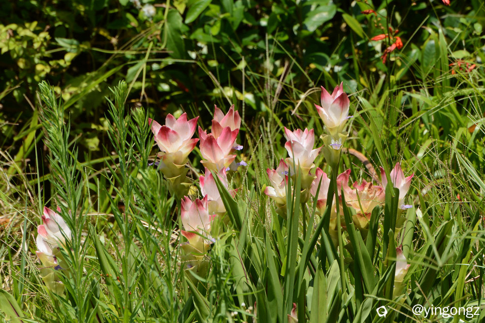 DSC_6020_副本.jpg