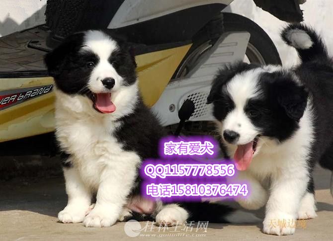 ��������������ʯɫ�߾�����Ȯ  �߾�����Ȯ����Ǯ