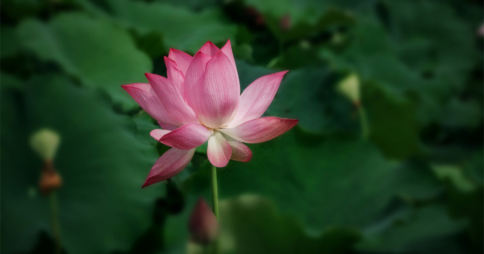 校园荷花