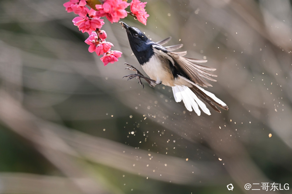 鹊鴝戏桃花 (6).jpg