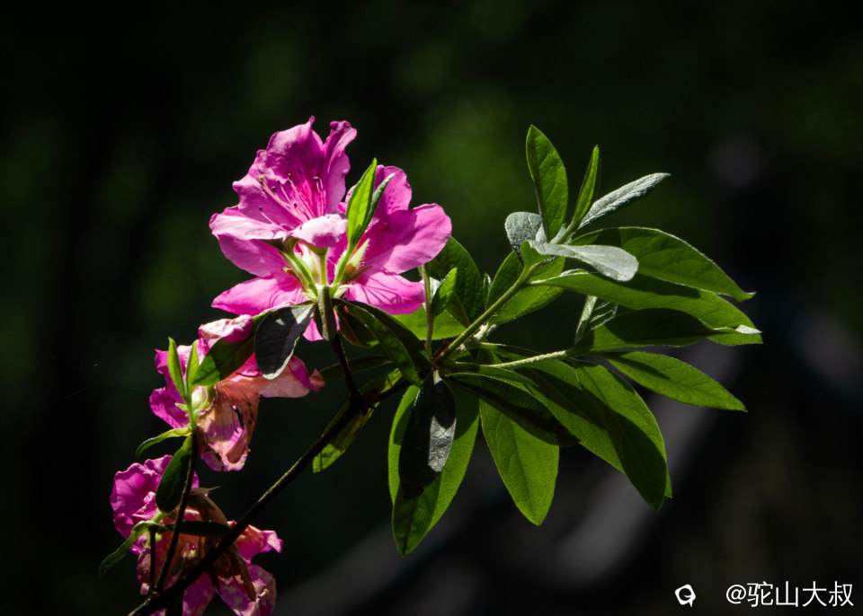 DSC01494-0 - 副本.jpg