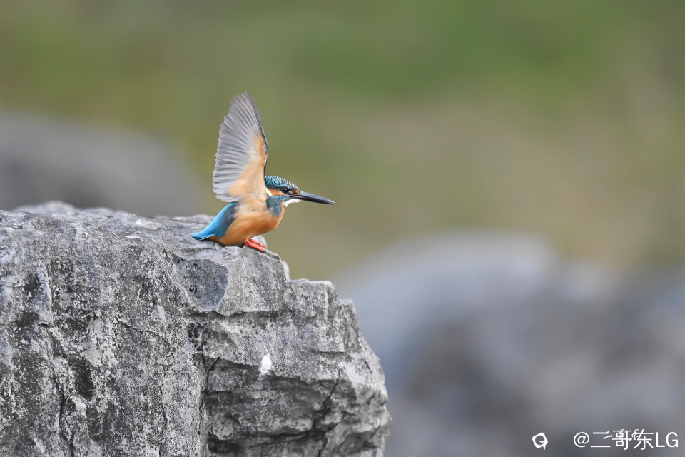 小翠起飞瞬间连拍 (3).jpg