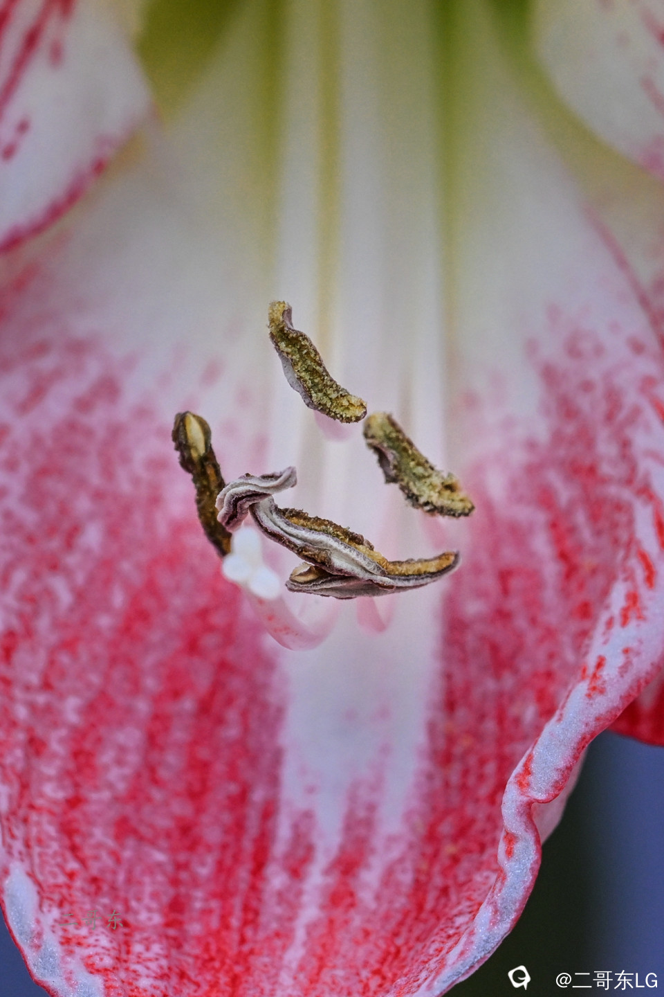 微距花蕊 (12).jpg