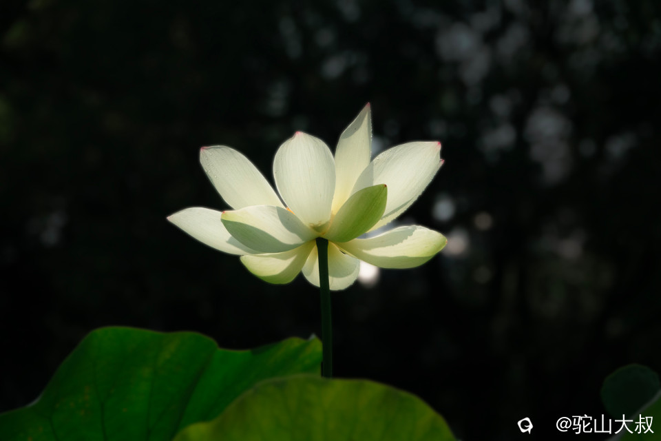 DSC04484-0.jpg