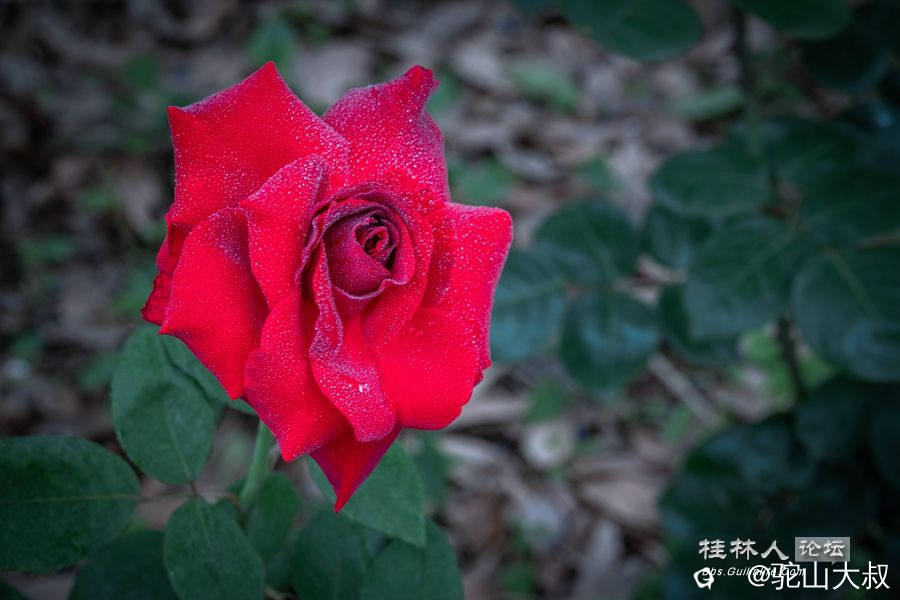DSC06984-0 - 副本.jpg