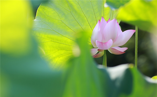 荷花季