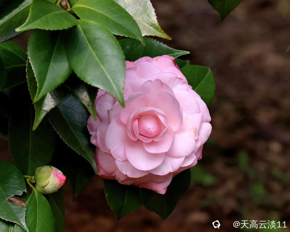 5D2A2563-DeNoiseAI-denoise.jpg