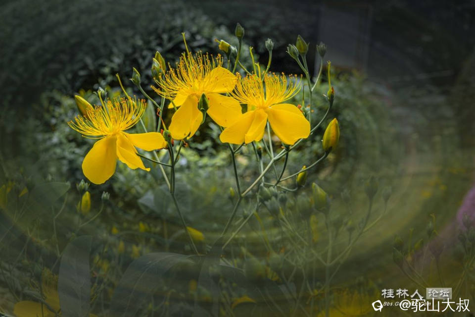 DSC08229-0 - 副本.jpg