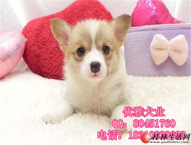 �»�Ȯ����Ǯ�»�Ȯ�۸�»�ȮͼƬ