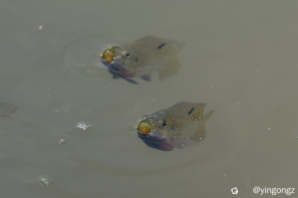 DSC_1227_副本.jpg
