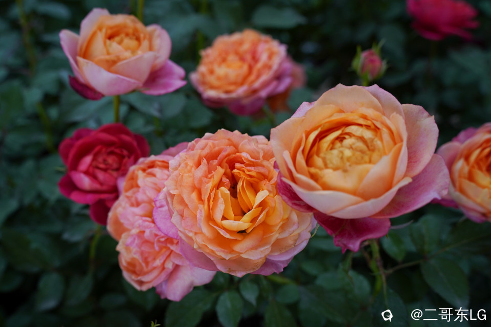 南方第三届花卉苗木交易会 (19).jpg