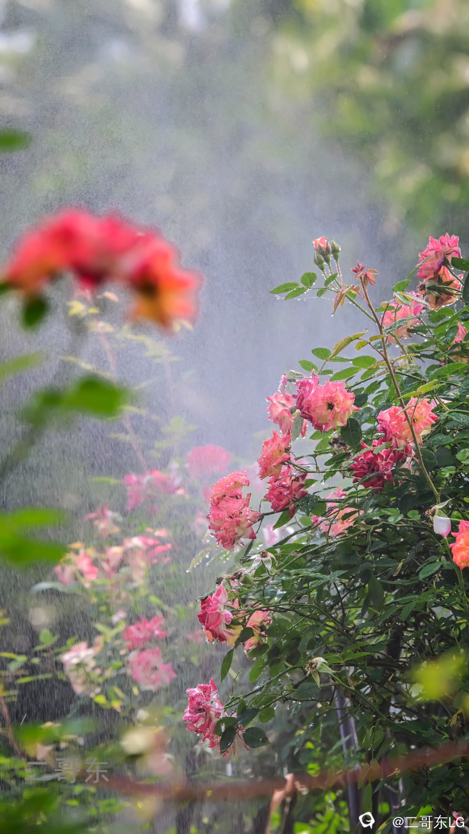 虞山月季花 (29).jpg