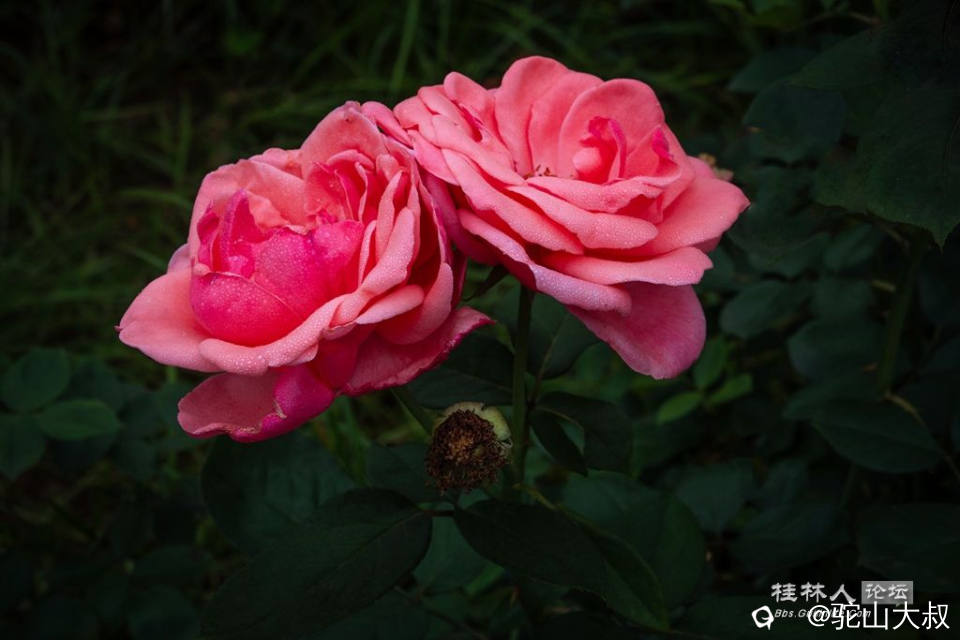 DSC07137-0 - 副本.jpg
